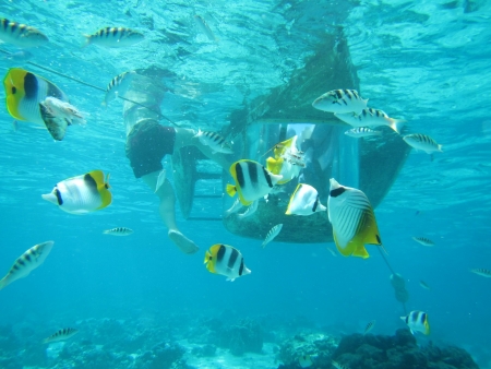 水に濡れずに海中散策！モーレア島アクアスコープ