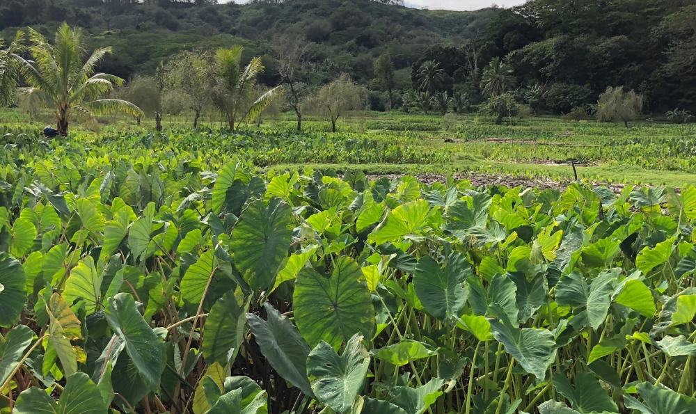 かわいらしい素朴なルルツ島の村"