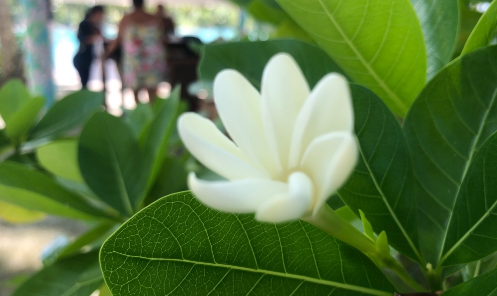 8枚の花びらのティアレを見つけると、幸せが訪れる！"