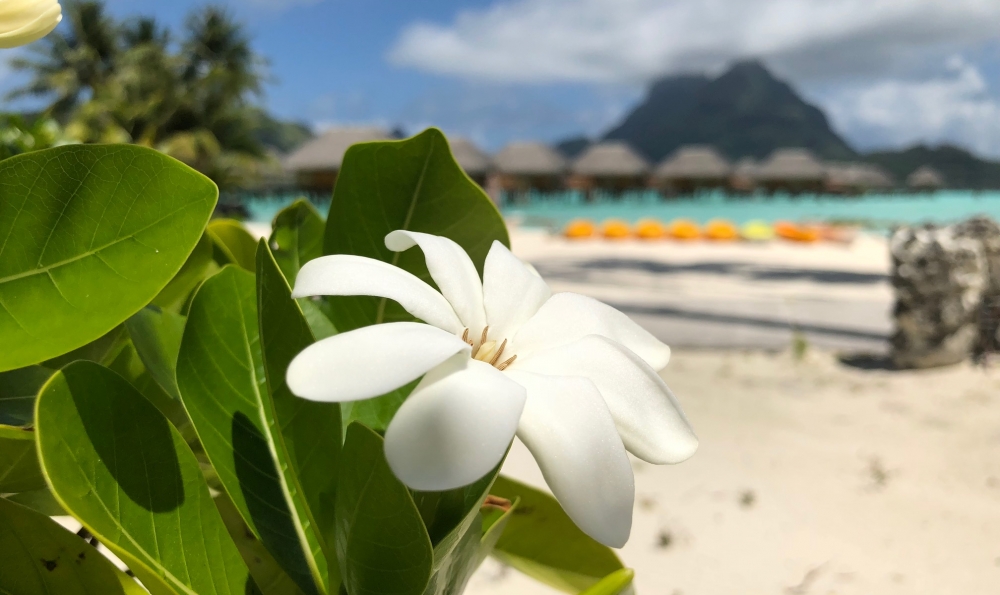 8枚の花びらのティアレを見つけると 幸せが訪れる Noa Noa Tahiti ノアノア タヒチ