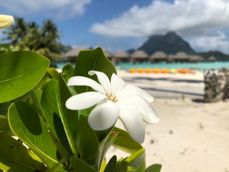 8枚の花びらのティアレを見つけると、幸せが訪れる！