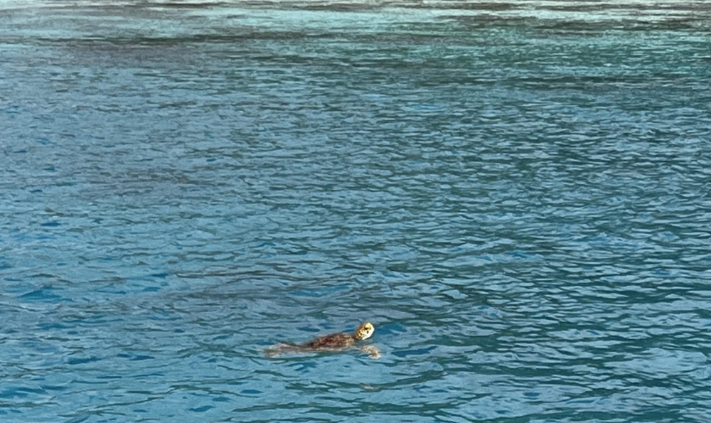 モーレア島　モツピクニックツアー"